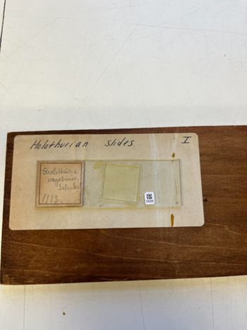 Media type: image;   Invertebrate Zoology HOL-1113 Description: Photograph of microscope slide and handwritten label.;  Aspect: slide